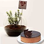 Jade Plant & Chocolate Cake For Best Husband