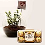 Jade Plant & Ferrero Rocher For Best Husband