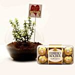 Jade Plant & Ferrero Rocher For Best Wife