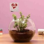 Jade Plant For Best Husband