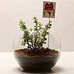 Jade Plant For Best Husband