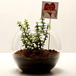 Jade Plant For Best Wife