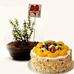 Jade Plant & Fruit Cake For Best Wife